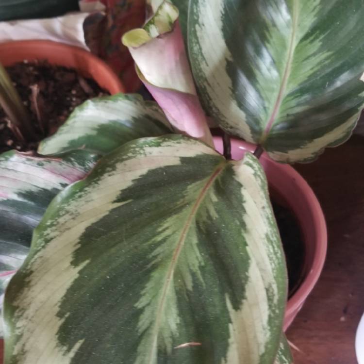 Plant image Calathea Sanderiana 'Julia'