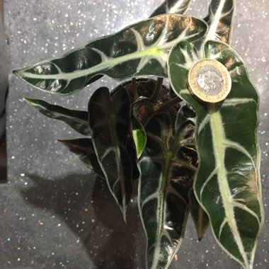 Amazonian Elephant Ear