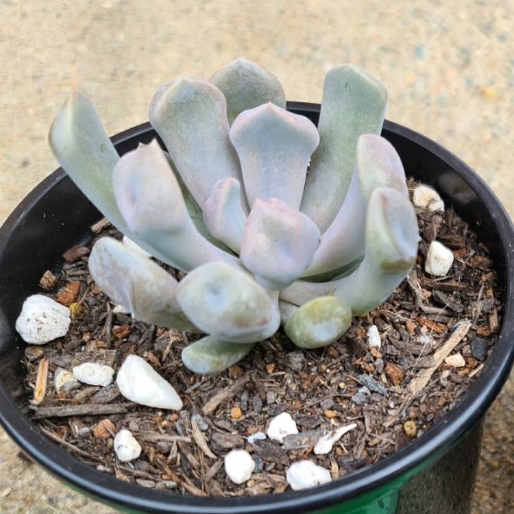 Plant image xGraptoveria Topsy Debbi