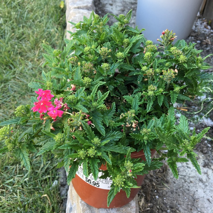 Plant image Verbena 'Aztec Wild Rose'