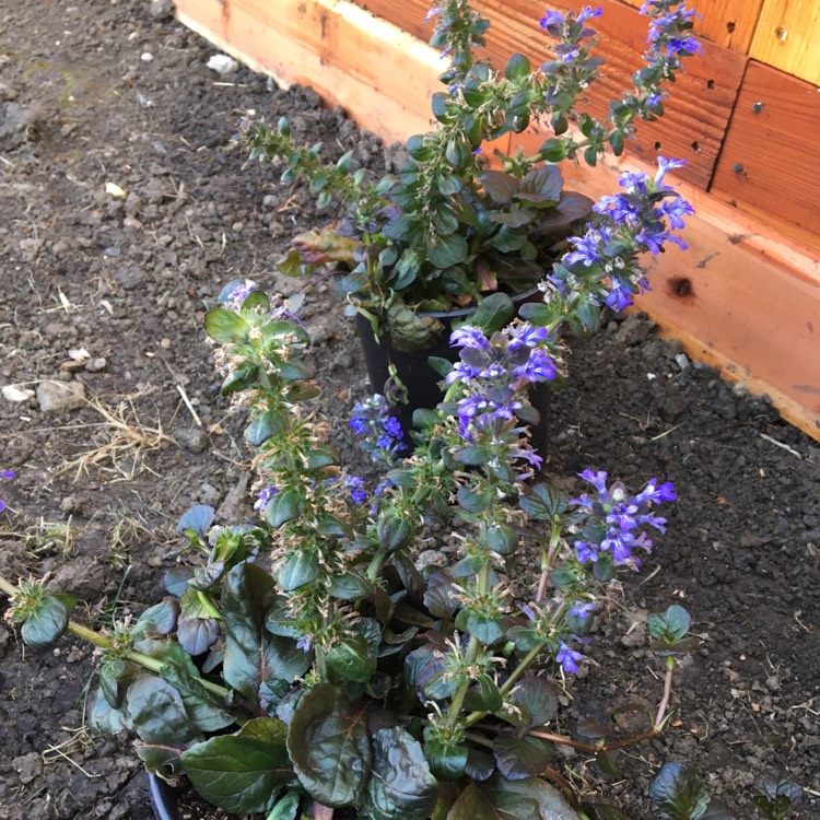 Plant image Ajuga reptans 'Catlin's Giant'