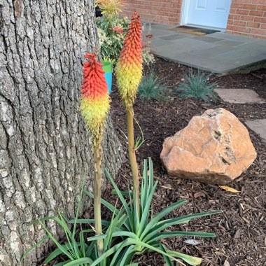 Red Hot Poker