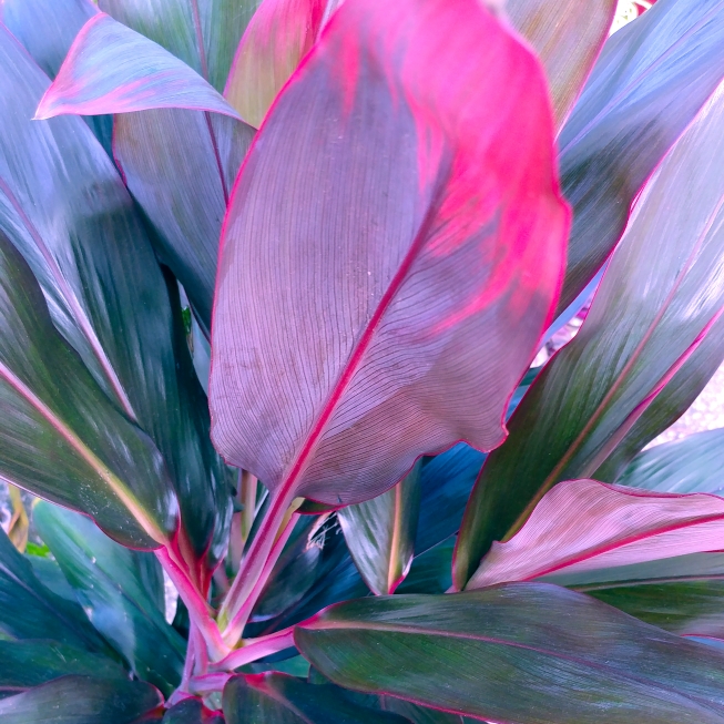 Cordyline 'Pink Joy' syn. Cordyline brasiliensis 'Pink Joy', Cordyline ...