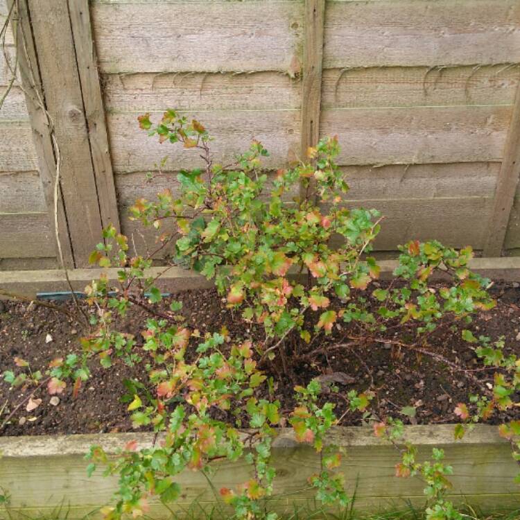 Plant image Ribes uva-crispa 'Hinnonmaki Grun'