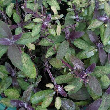 Purple Sage