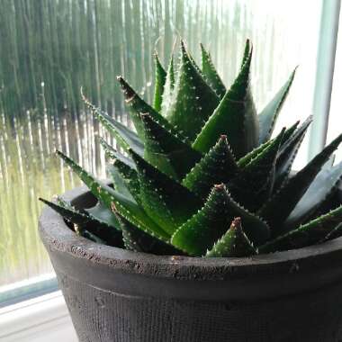 Aloe 'Cosmo'