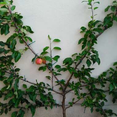 Apple 'Falstaff'