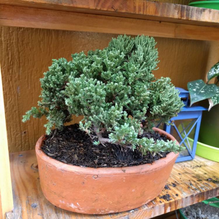 Plant image Juniperus chinensis (Bonsai)