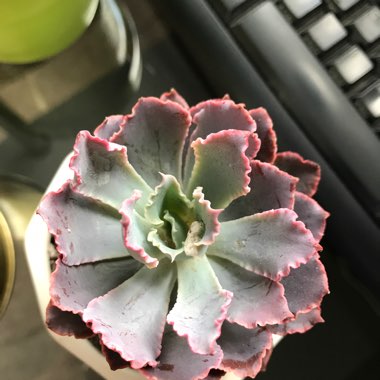 Echeveria Neon Breakers