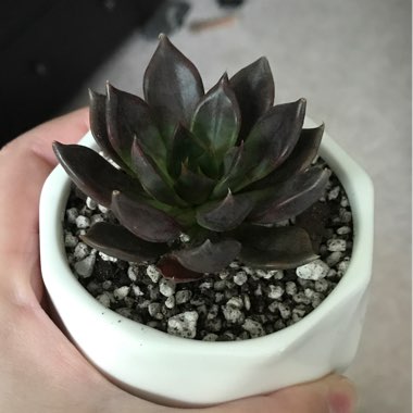 Echeveria Black Prince