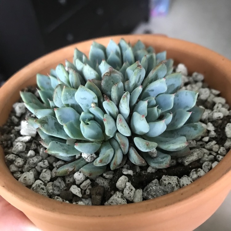 Plant image Echeveria Azulita