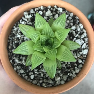 Haworthia retusa