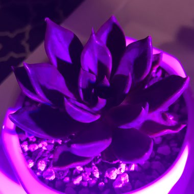 Echeveria Black Prince