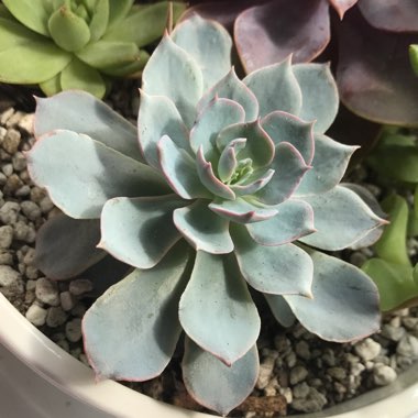 Echeveria Desmetiana v. Subsesslis