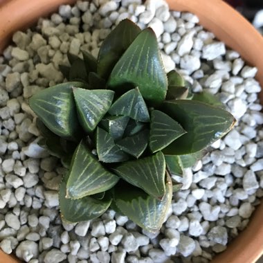 Haworthia Mirabilis Mundula