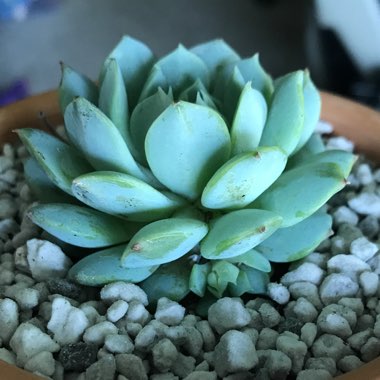 Echeveria Derenbergii