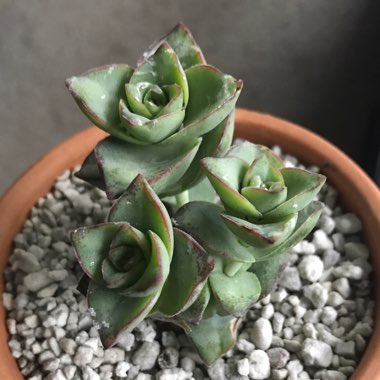 Crassula perforata 'String of Buttons'