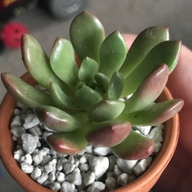 xGraptoveria Bashful