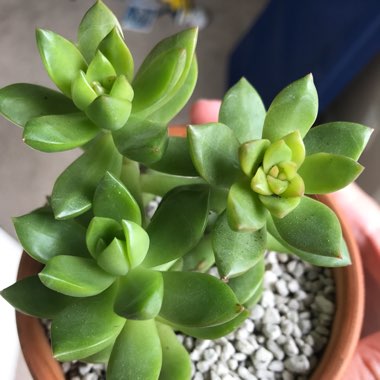 Sedum Golden Glow