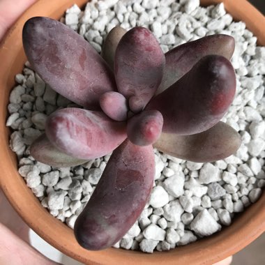 x Pachysedum 'Ganzhou'