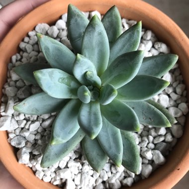 x Pachyveria