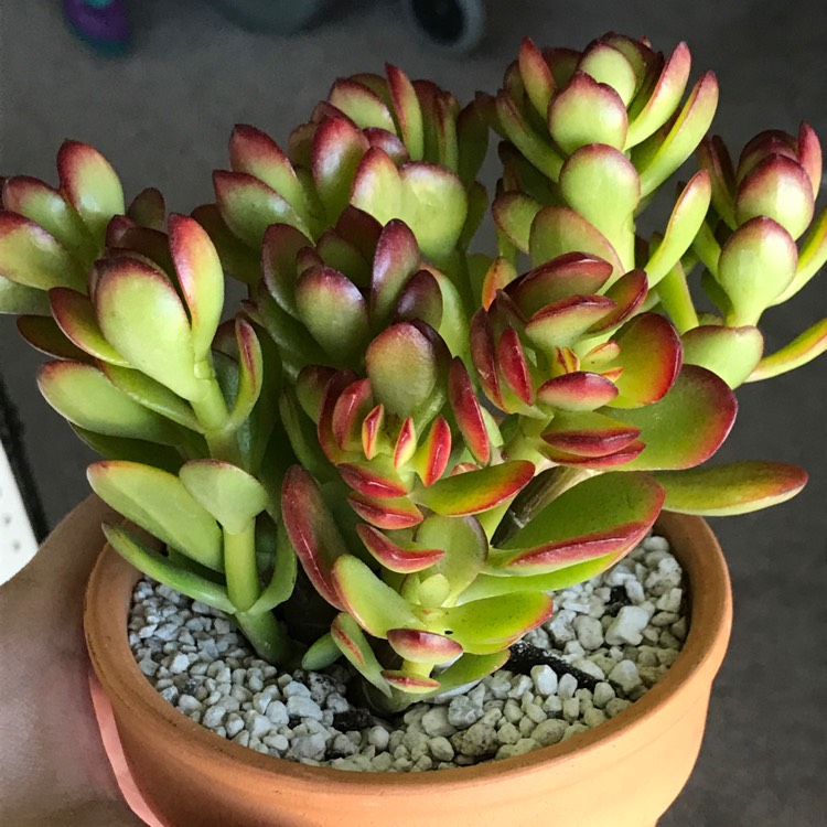 Plant image Crassula Ovata