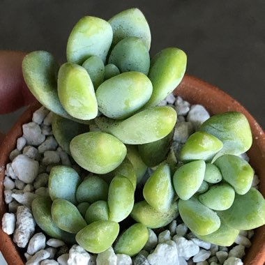 Sedum treleasei