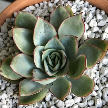 Echeveria Esther