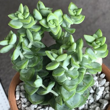 Crassula rupestris