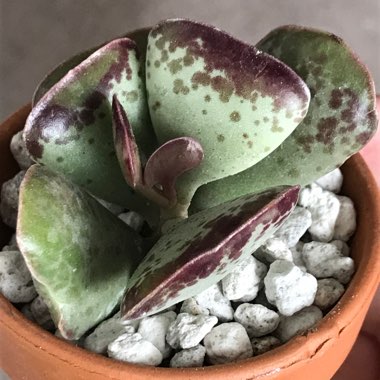 Adromischus maculatus syn. Cotyledon rupicola ; Cotyledon maculatus