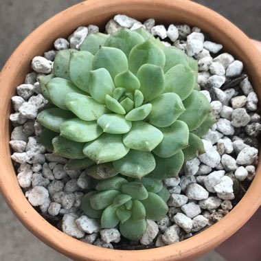 Echeveria Chris