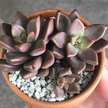 x Graptosedum Bronze