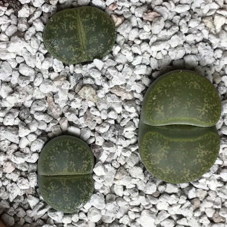 Plant image Lithops Lesliei Albinica