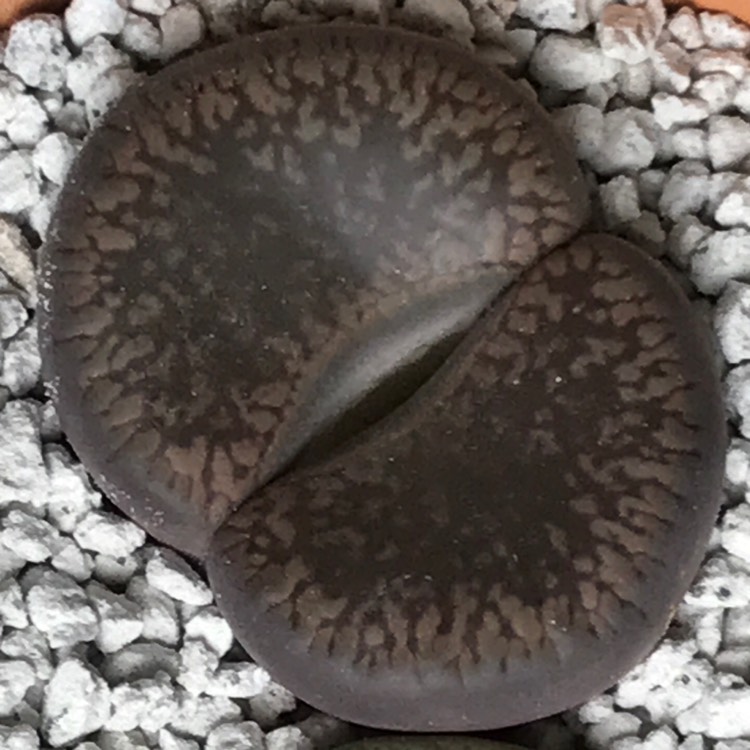 Plant image Lithops Hookeri