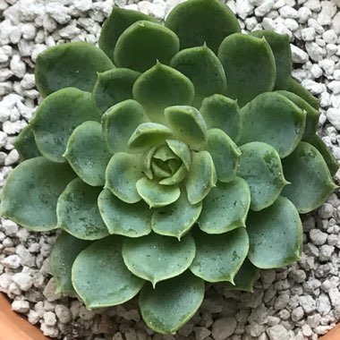 Echeveria Lime n Chile