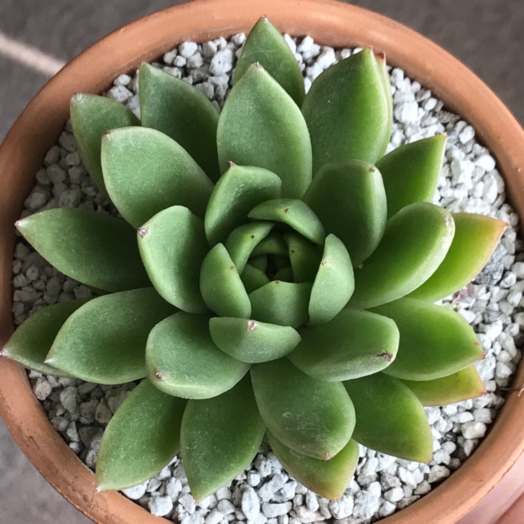 Plant image Echeveria Agavoides Red Tips