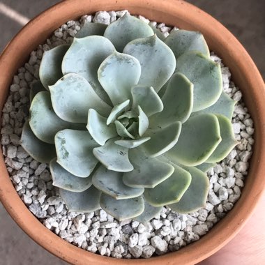 Echeveria Fleur Blanc