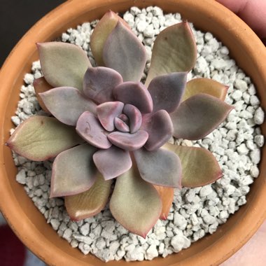 xGraptoveria Debbi