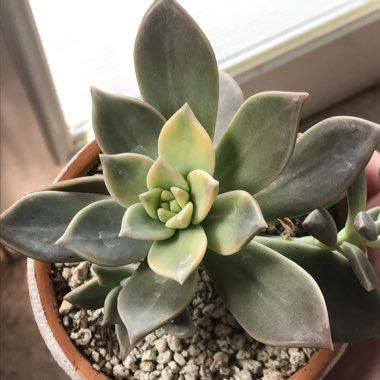 Graptopetalum Paraguayense subsp. Paraguayense