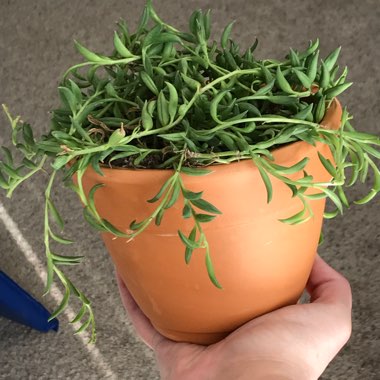 Senecio Radicans Glauca