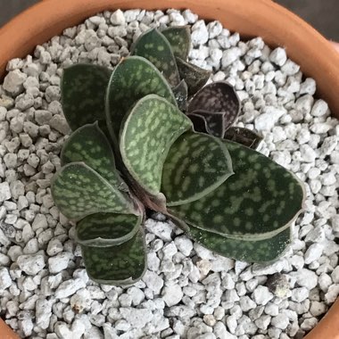 Gasteria Maculata