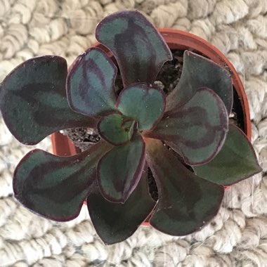 Echeveria Nodulosa