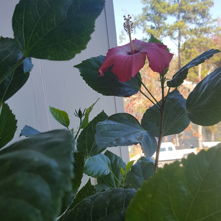 Plant image Hibiscus extreme 'Hot Pink'