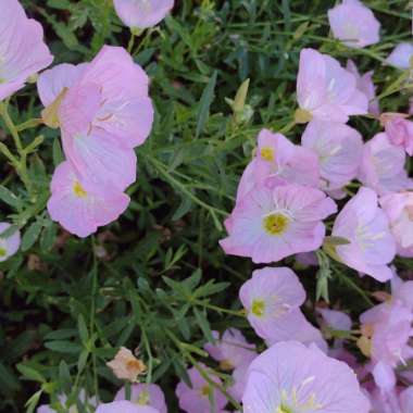 Oenothera speciosa