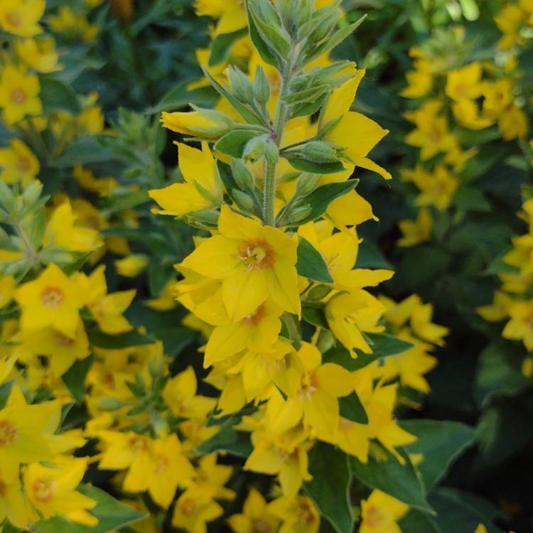 Plant image Lysimachia vulgaris