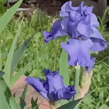 Reticulate Iris