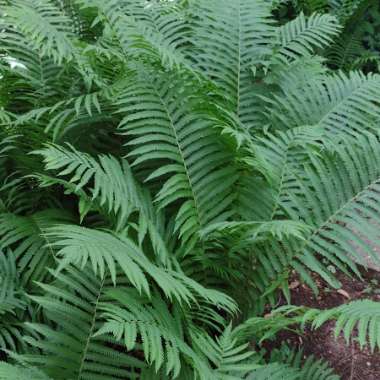 Common Lady Fern