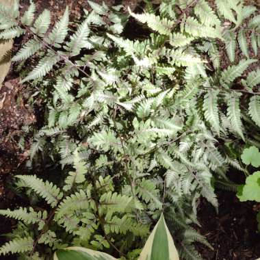 Athyrium niponicum pictum 'Godzilla'