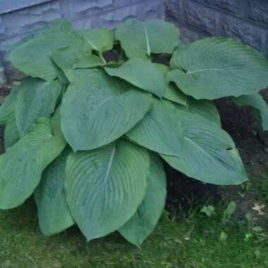 Hosta 'Empress Wu'