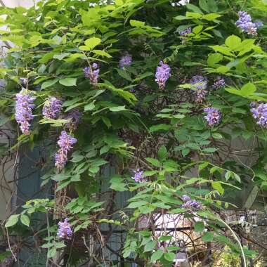 Wisteria floribunda macrobotrys 'Multijuga'